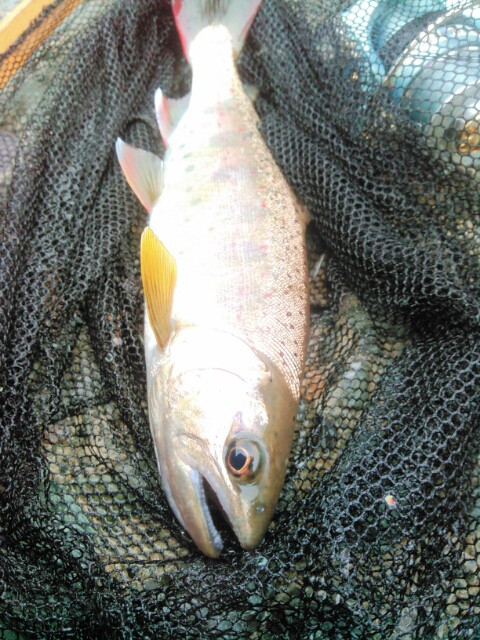 16年に出会った綺麗な淡水魚たち 鯉焦がれ 来る魚 拒まず