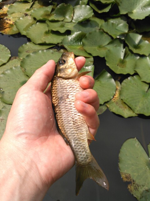 小鯉とヘラブナ 鯉焦がれ 来る魚 拒まず
