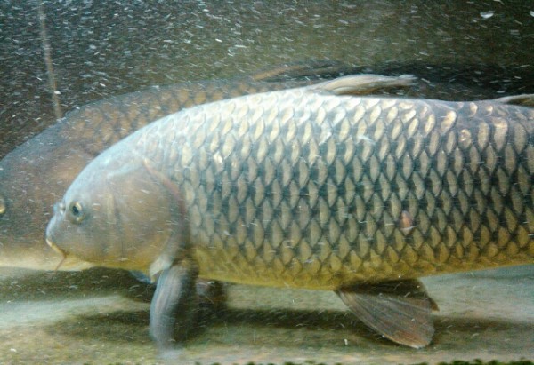 観賞魚としての鯉 鯉焦がれ 来る魚 拒まず