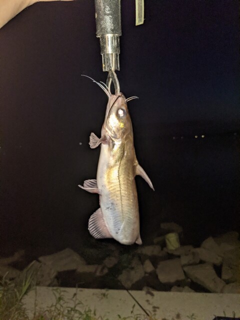 北浦の78センチ 鯉釣り アメナマ釣り 鯉焦がれ 来る魚 拒まず