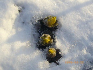 ザラメ雪の福寿草 Kawasiroyaのblog