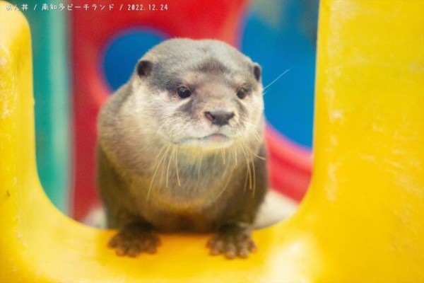 南知多ビーチランドのカワウソカップル : あん丼のカワウソブログ