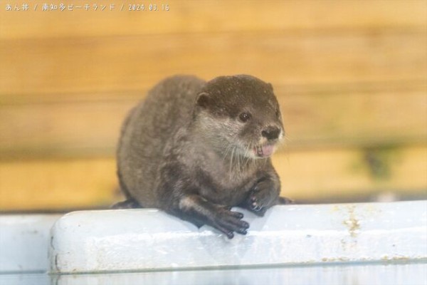 南知多ビーチランドのカワウソカップル : あん丼のカワウソブログ