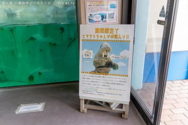 南知多ビーチランドのカワウソカップル : あん丼のカワウソブログ