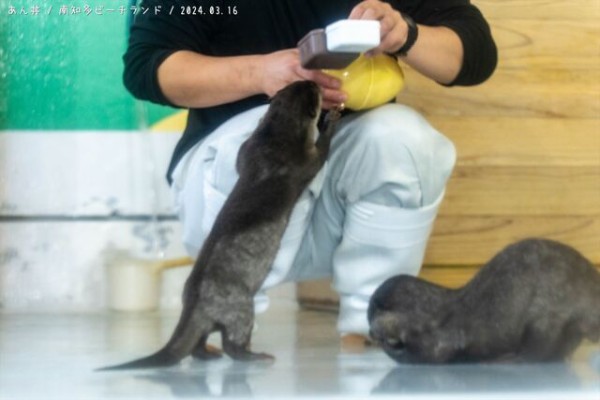 南知多ビーチランドのカワウソカップル : あん丼のカワウソブログ