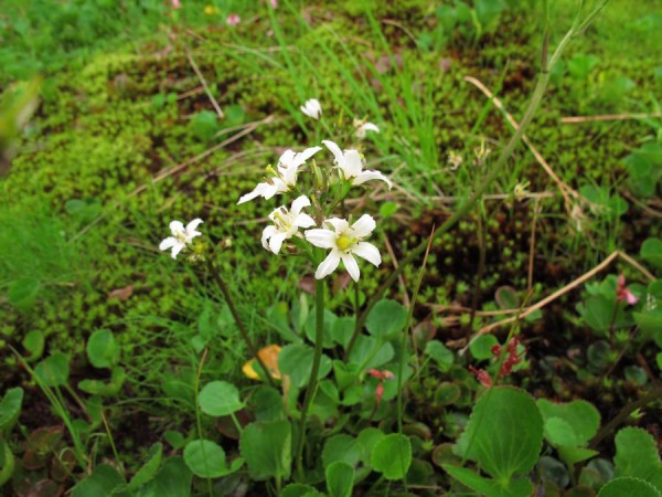 イワイチョウ 岩銀杏 好奇心いっぱいこころ旅