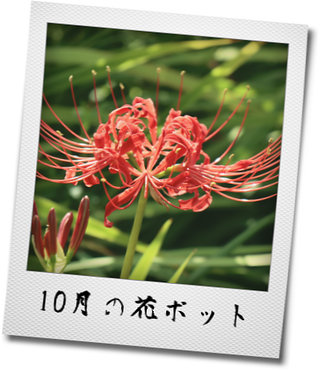 10月の花ポット 気まぐればあちゃんの思いつき