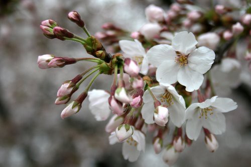 大岡山 東工大 桜花鑑賞 は週末まで ワンコイン的食べ歩き生活