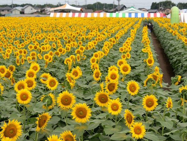 万本のひまわりに囲まれた日 野木町 ひまわりフェスティバル ワンコイン的食べ歩き生活