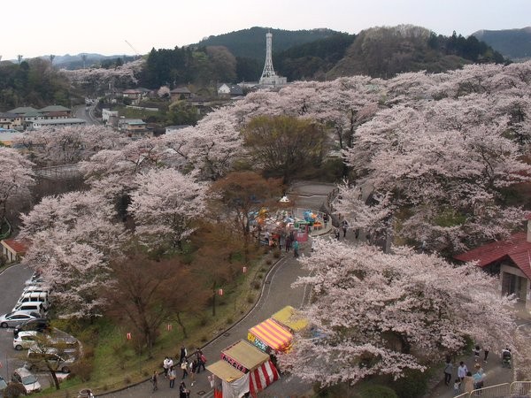 50円観覧車から見る満開の桜 鹿沼市 千手山公園 ワンコイン的食べ歩き生活