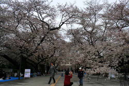 大岡山 東工大 桜花鑑賞 は週末まで ワンコイン的食べ歩き生活