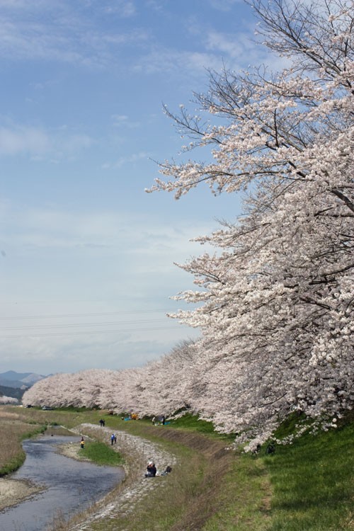 宮の桜10 栃木市 花見の穴場 今年も健在 ワンコイン的食べ歩き生活