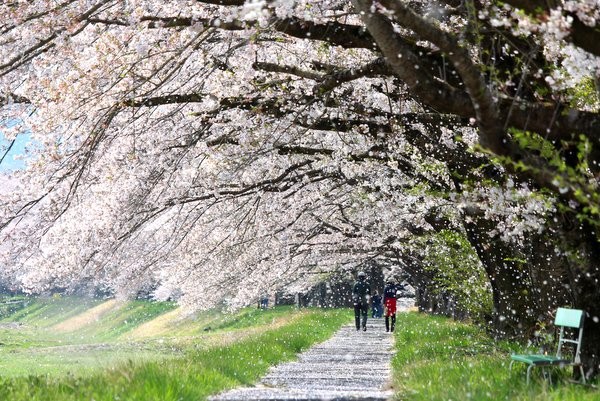 宮の桜17 栃木市 桜吹雪が幻想的に舞った土曜日 ワンコイン的食べ歩き生活