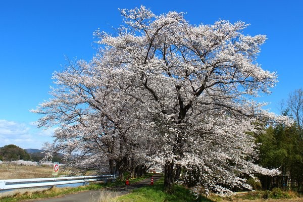 どこを撮っても絵になる風景。「宮の桜」定点観測2014 : ワンコイン的