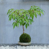 苔玉に向く植物と 苔の種類の選び方のコツ 苔玉工房 風花