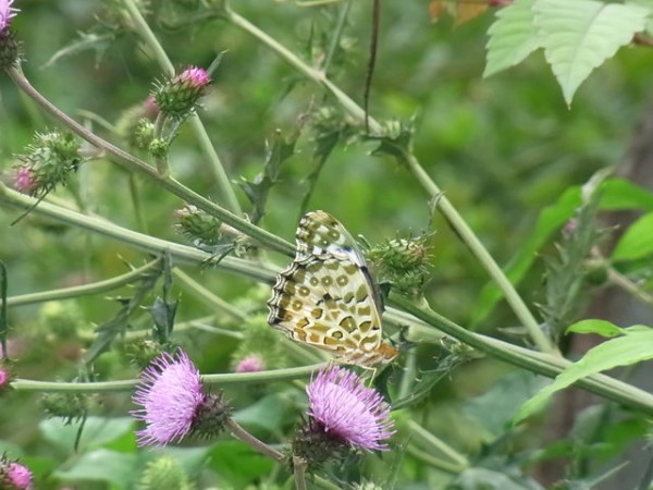 渦巻きアザミ 花信風 季節からのたより