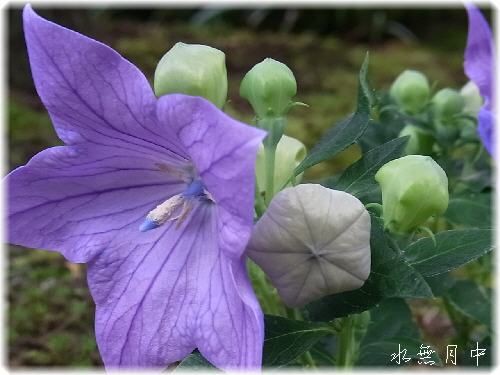 万葉集の花木 花信風 季節からのたより