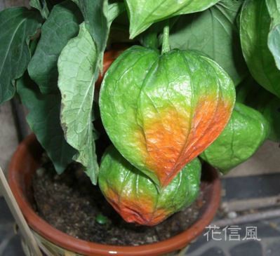 ほおずき 鬼灯 花信風 季節からのたより