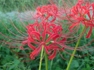 ひがんばな 彼岸花 花信風 季節からのたより