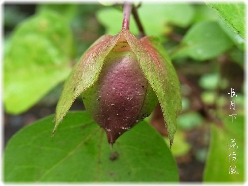 わた 綿 めんか 綿花 花信風 季節からのたより