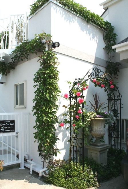 アーチを覆うつるバラ 家族心理 Com 編集つれづれ 家族心理 Com 管理人ブログ