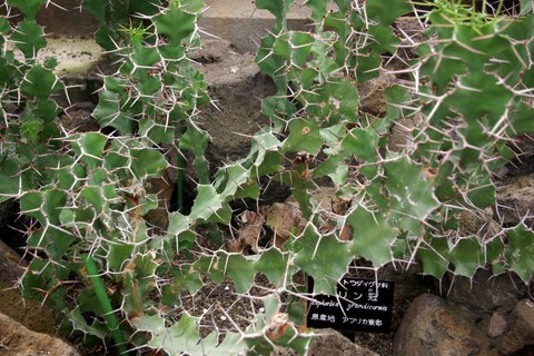 シャボテン公園 サボテン編 ご機嫌なひととき