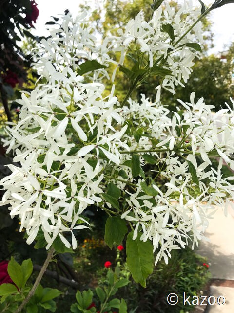 イングリッシュガーデン ご機嫌なひととき