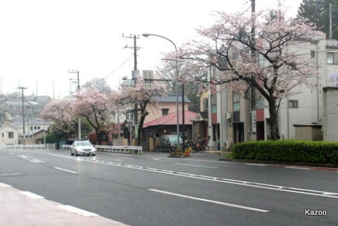 ２０１５年４月５日 桜散歩 山手 石川町 本牧通り 三溪園 ご機嫌なひととき