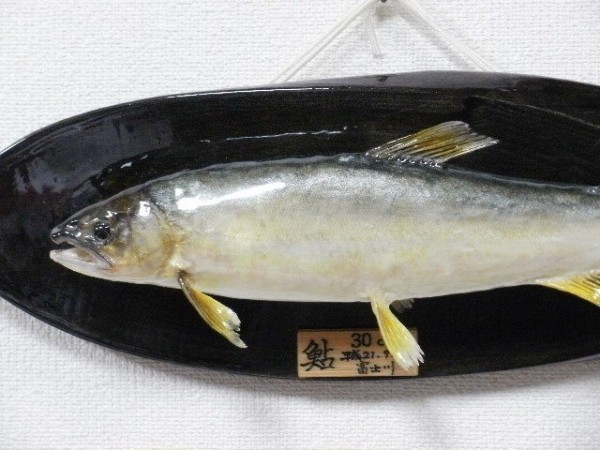 鮎 自作剥製 完成です 鮎 渓流いろいろ釣行記