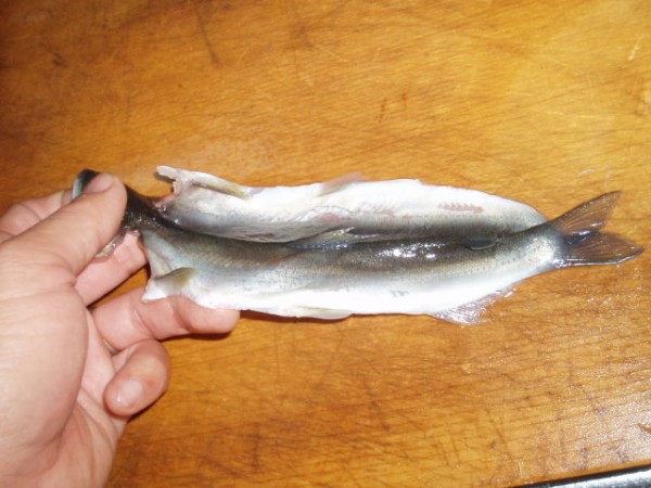 今年の自作剥製は・・ : 鮎・渓流いろいろ釣行記 Ⅱ