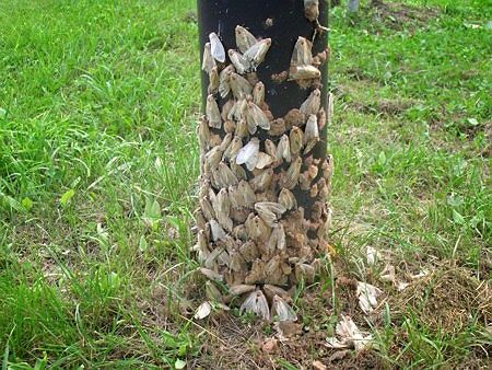 マイマイガ 大量発生 土岐 駆除 大野 動画 画像で芸能人記事の真相や恋愛の詳細ニュース