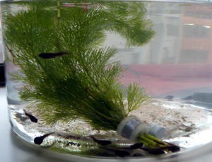 金魚とオタマジャクシ 小松クラフトスペース店主ブログ Asian Syndrome