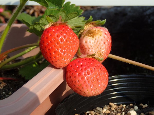 食べ蒔き 種から育てたイチゴ パールホワイト に実がついた 伊豆で自然と暮らしたい