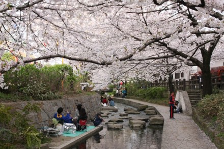 桜の二ヶ領用水 10 宿河原用水 Vaioちゃんのよもやまブログ