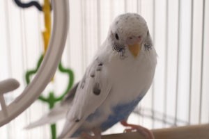 コスモスの本葉 カズナル 鳥達の襲撃