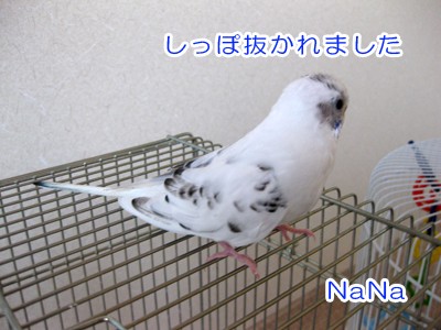羽毛ダニの駆除 カズナル 鳥達の襲撃