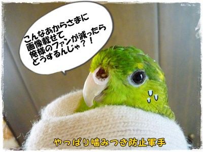 鼻石症 インコと一緒に暮らしてみたら