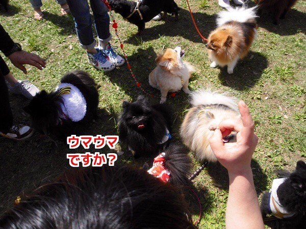 熊猫犬日記オフ会 見守る女 毛玉きょうだい Powered By ライブドアブログ 熊猫犬日記オフ会 見守る女 毛玉きょうだい Powered By ライブドアブログ