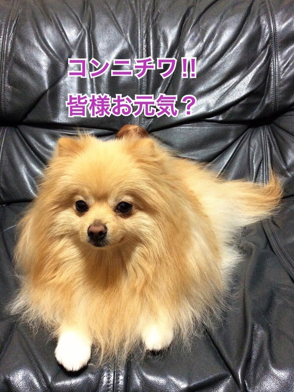 ブサイク教vsブライス教 毛玉きょうだい powered by ライブドアブログ