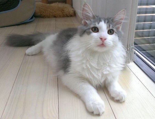 ノルウェージャンフォレストキャット カラー1 毛玉きょうだい Powered By ライブドアブログ ノルウェージャンフォレストキャット カラー1 毛玉きょうだい Powered By ライブドアブログ