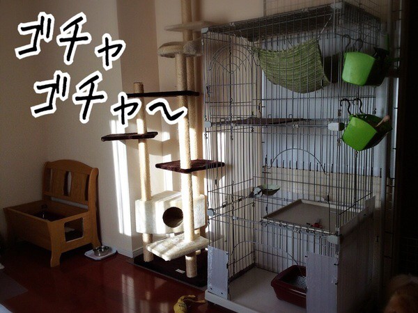 猫部屋改装中 毛玉きょうだい Powered By ライブドアブログ