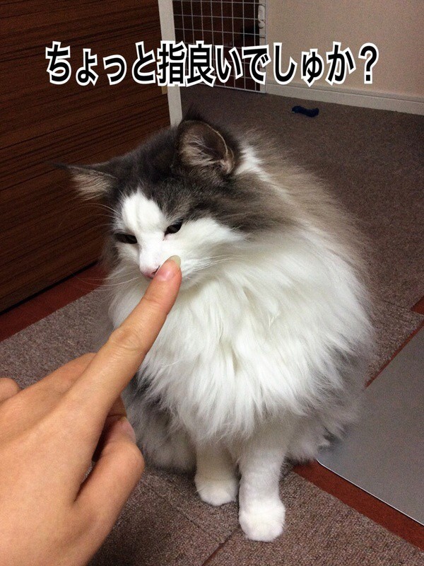 猫 の 嫌い な 匂い 猫が嫌いな匂いとは ハーブやアロマも猫にとっては悪臭 Amp Petmd Com 猫 の 嫌い な 匂い 猫が嫌いな匂いとは ハーブやアロマも猫にとっては悪臭 Amp Petmd Com