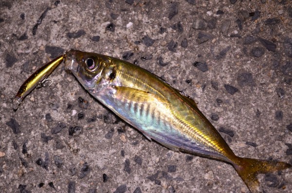 メバル属 学名 Sebastes とアジ科 学名 Caranginae の体質の違いとルアーの関係 Waterside Meeting On The Wonderful Nature