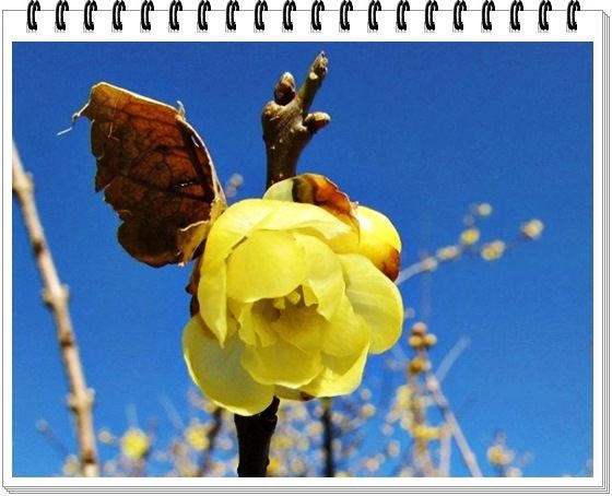 美しいロウバイが咲く 石井実生園 ぶらり散歩 写真日記