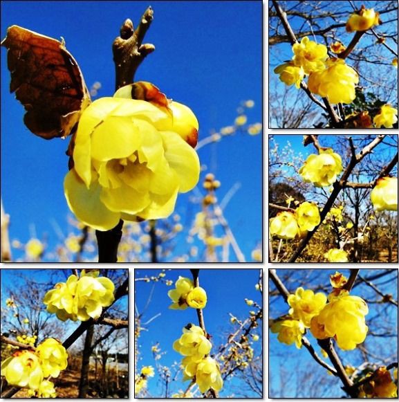 美しいロウバイが咲く 石井実生園 ぶらり散歩 写真日記