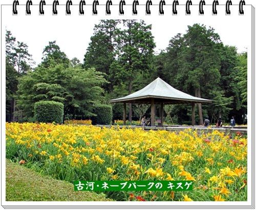 キスゲの仲間 ヘメロカリス ぶらり散歩 写真日記