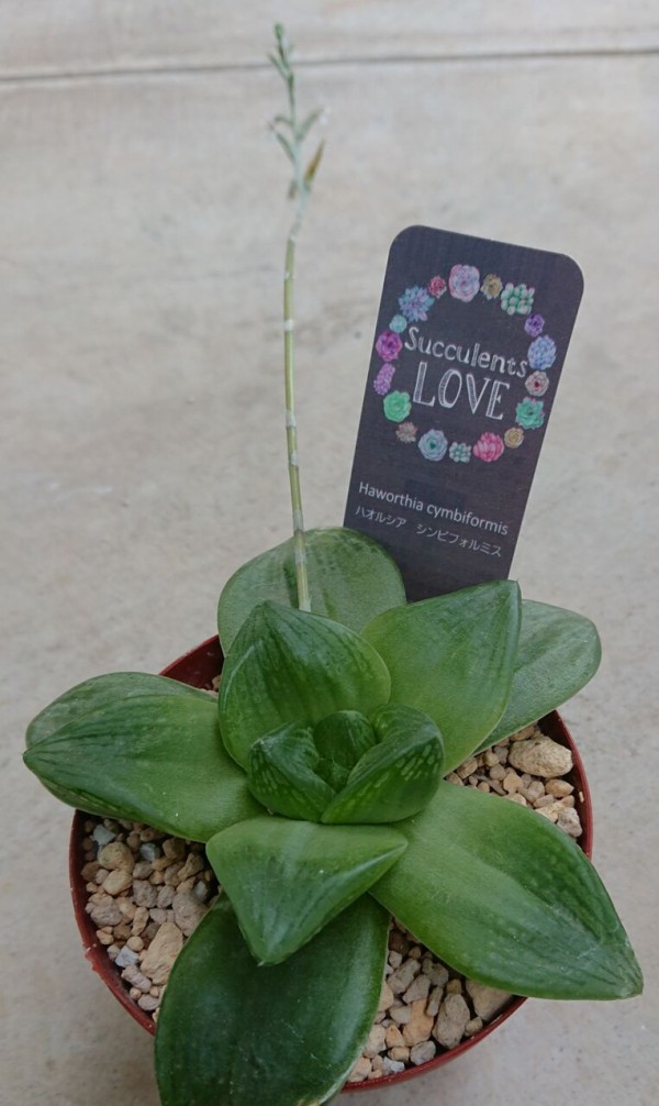 多肉植物 ハオルチア シンビフォルミス 花芽を切るか 育てるか 五十路オヤジの興味津々