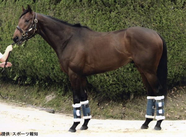 血統＆馬体講座】デアリングタクト(エルフィンS) : 競馬を100倍