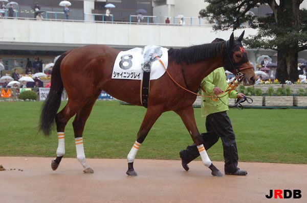 血統 馬体講座 シャイニングレイ 競馬を100倍楽しむ方法 Jrdb ブログ