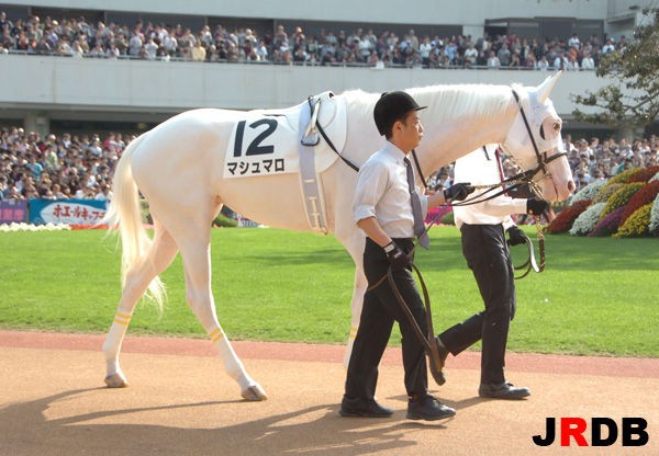 血統 馬体講座 マシュマロ 新馬戦 競馬を100倍楽しむ方法 Jrdb ブログ